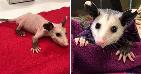 Hairless Opossum Was Saved In Lubbock From Cold Wilderness And The People Are Knitting Sweaters