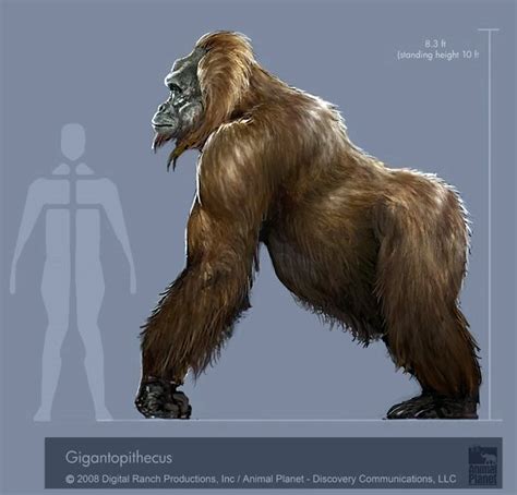 Researchers Compare The Yeti To Gigantopithecus An Extinct Giant Ape