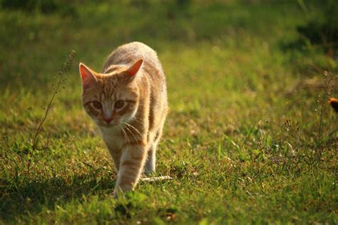 Free Picture Grass Animal Nature Yellow Cat Feline Fur Kitten Pet