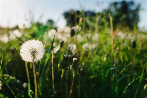White Dandelions And Green Grass Stock Photo Image Of Cloudy