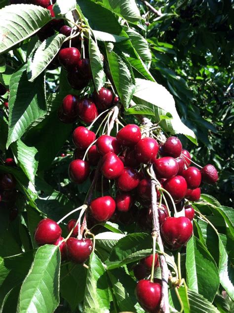 Michigan Sweet Cherries Cereja
