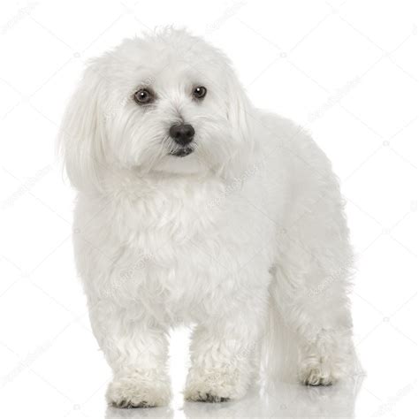 Maltese Dog 16 Months Stock Photo By ©lifeonwhite 10866928