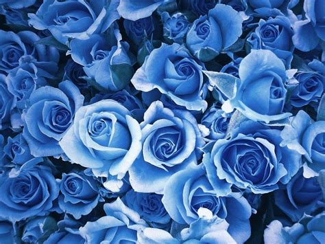 Light Blue Rose Wallpaper