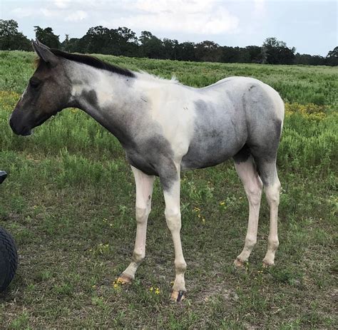 Blue Roan Tobiano Foal American Paint Horse Blue Roan Horse Baby Horses