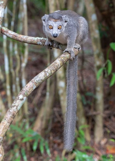 Crowned Lemu Es Una Especie De Primates Estrepsirrinos De La Familia