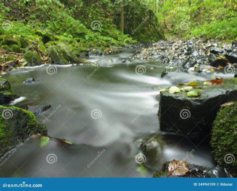 Mountain Stream In Fresh Green Leaves Forest After Rainy Day Royalty