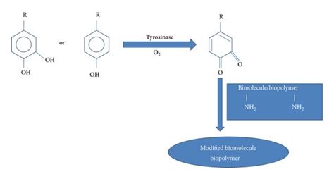 transfer of tyrosine amino acids into dopa by the action of tyrosinase download scientific