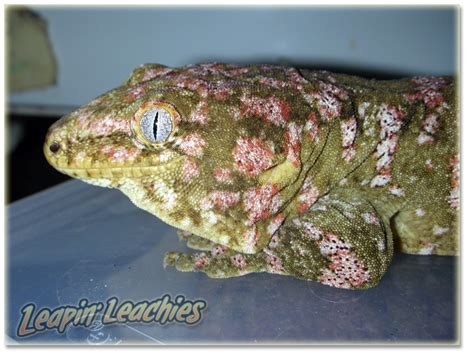 Leachie Morphs | Reptiles pet, Leachie gecko, Reptiles