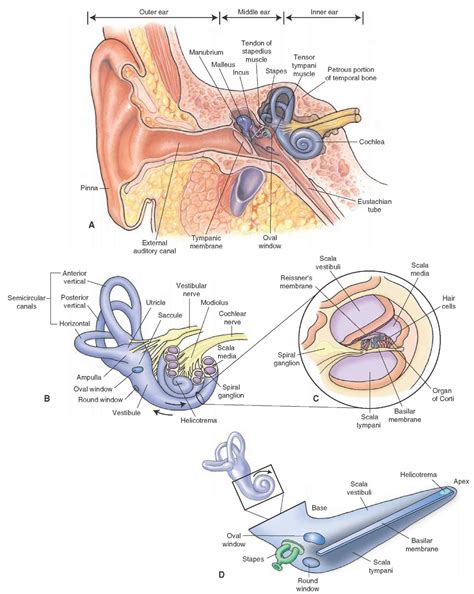 Activity across the barrel cortex that becomes. Ear Diagram Oval Window - Human Anatomy