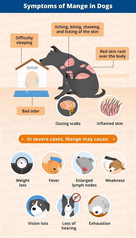 Mange In Dogs Causes Symptoms And Treatment Canna Pet 2022