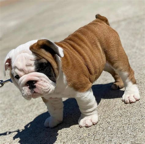 Fawn And White English Bulldog Puppies For Sale Vip Pets Lover