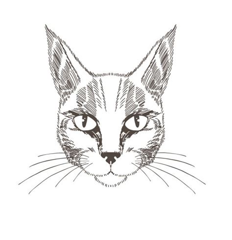 Hand Drawn Cat Stock Illustration By ©lyudo 94931058