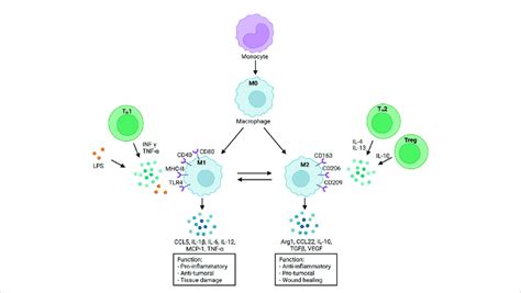 Monocyte Differentiation And Macrophage Polarization In Response To