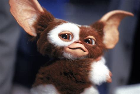 Gizmo Gremlins Wallpaper 62 Pictures