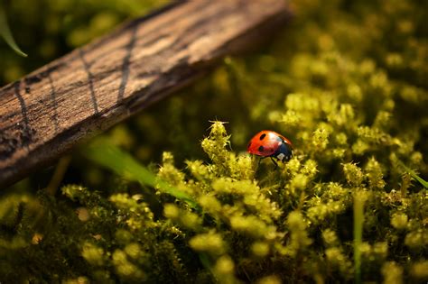 Images Gratuites Arbre La Nature Herbe Plante La Photographie