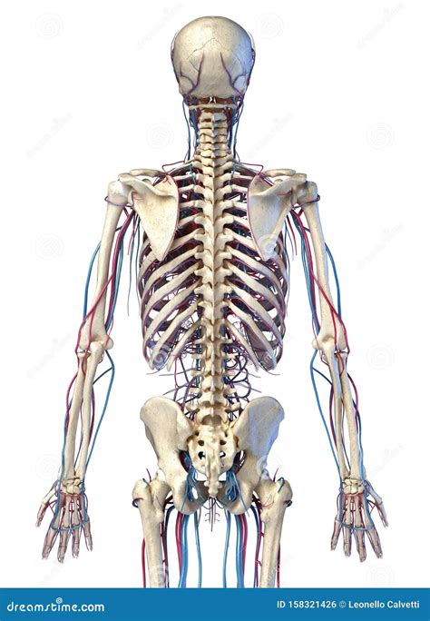 Human Body Anatomy Skeleton With Veins And Arteries Back View Stock