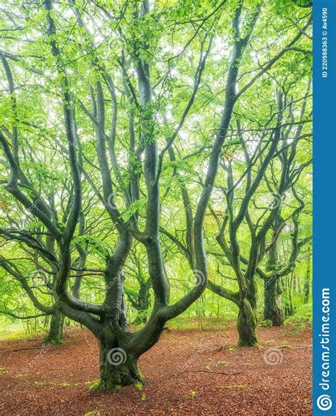Forest Of Old Gnarly Beech Trees In Spring Stock Image Image Of