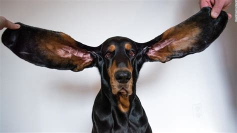 「最も耳が長い犬」のギネス記録更新、左右34センチ 米オレゴン州 Jp