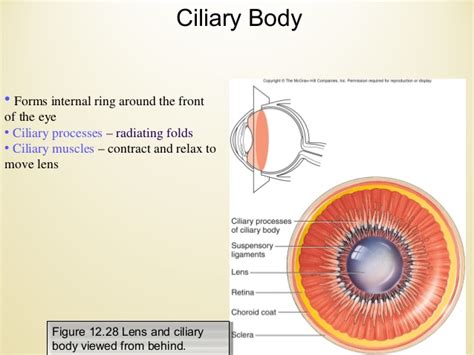 Ciliary Ring Liberal Dictionary
