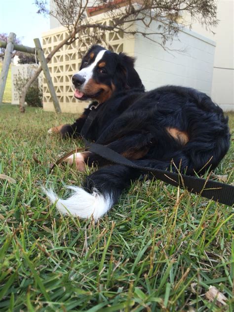 My Beautiful Baby Riley 6 Month Old Bernese Mountain Dog