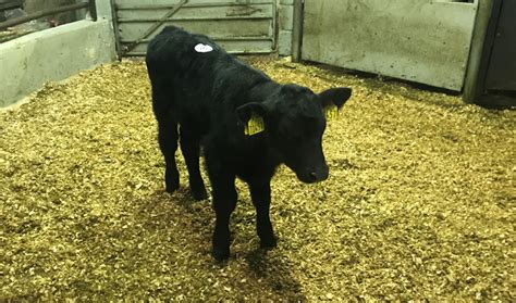 Improving Your Calves Saleability This Spring Agrilandie