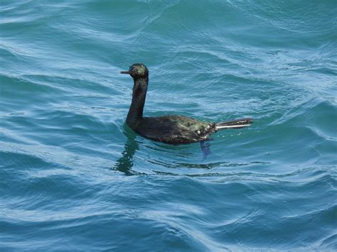 Pelagic Cormorant Jeju Island South Korea Rbirding