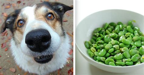 Czy Pies Moze Jesc Bob - Czy pies może jeść bób - poznaj odpowiedź na pytanie
