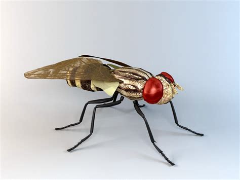 Anthomyiid Fly 3d model 3D Studio files free download - modeling 47562 on CadNav