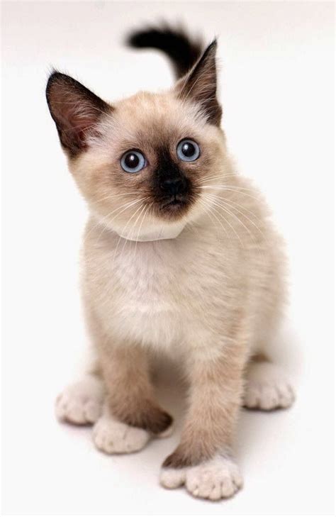 Top 5 Of The Most Affectionate Cat Breeds 1 The Siamese The Siamese