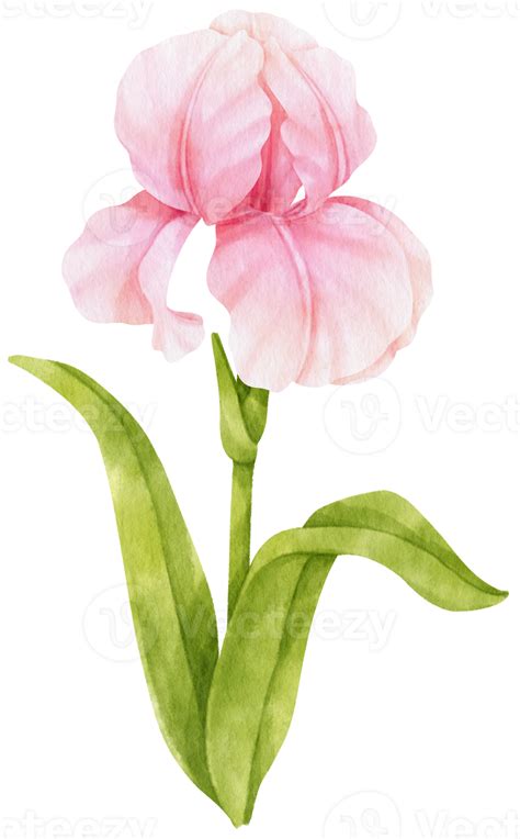 Pink Iris Flowers Watercolor Illustration 9787861 Png