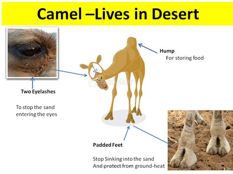 Camel is a sort of animal which lives in desert. Animal Adaptations - Presentation Biology