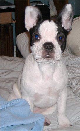 Additionally these two breeds have the common origin of the now extinct toy bulldog. Dunkin, the Faux Frenchbo Bulldog (Boston Terrier / French ...