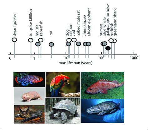 Spectrum Of Maximum Lifespan In Vertebrate Species Comparative