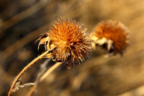 Round Wildflower Seed Head Picture | Free Photograph | Photos Public Domain