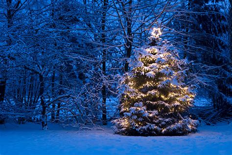 Outdoor Christmas Trees Stock Photos Pictures And Royalty Free Images