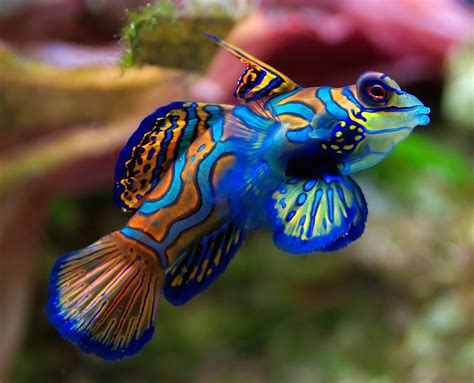 A collection of the top 51 beautiful fish wallpapers and backgrounds available for download for free. Mandarin Fish Wallpaper - Free Fish Downloads