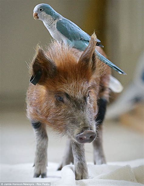 Pig And Parrot Become The Best Of Friends Even Though Jazz Always Wins