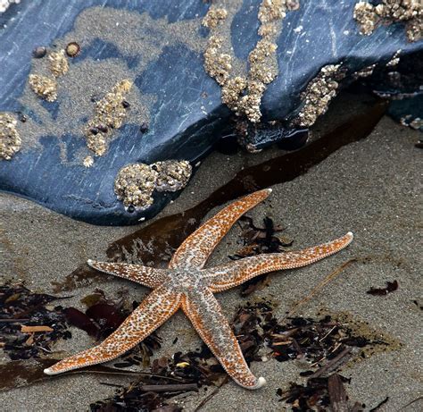 Ochre Sea Star Mayne Island Conservancy