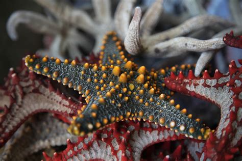 Free Images Fauna Starfish Coral Invertebrate Close Up Macro