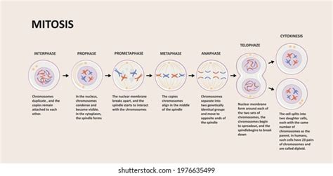 Stages Mitosis Cell Division Process Biological Vector De Stock Libre