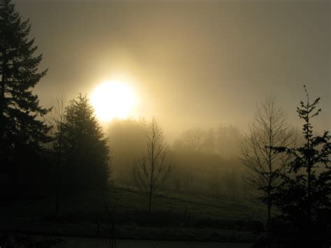 Sun Rising Through Morning Fog In The Willamette Valley Oregon Wine