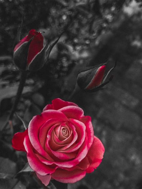 Red Roses Flowers Free Photo On Pixabay Pixabay