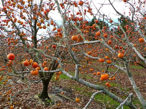 Here's more on growing a persimmon tree. Persimmons | AARON HILL'S NOTEBOOK