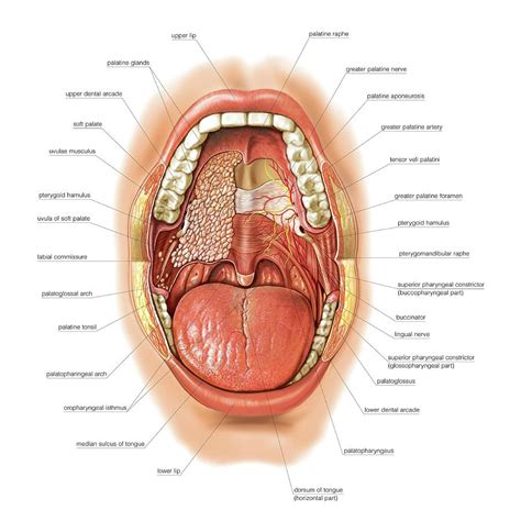 Oral Cavity Photograph By Asklepios Medical Atlas Pixels