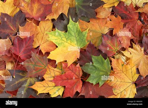 Red Yellow And Green Maple Leaves With Forest Background Hi Res Stock