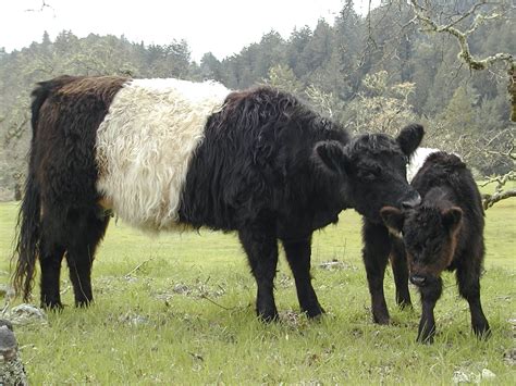 Belted Galloway Cattle The Livestock Conservancy