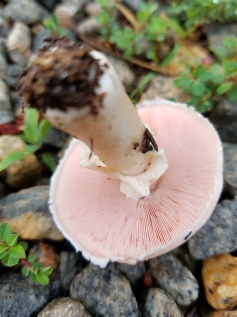 Meadow mushroom? : mycology