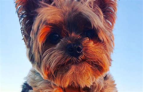 Para a divulgação do filme o mistério de robin hood arquivo: Após morte de cachorro, Xuxa é substituída por Marcos Mion ...