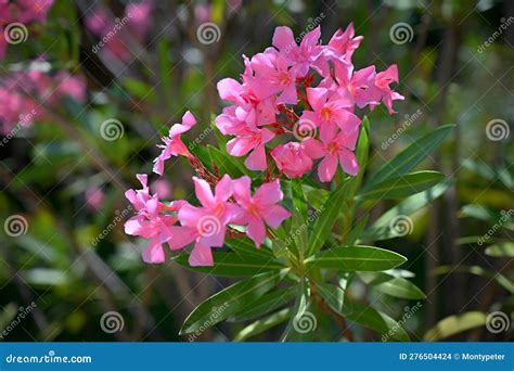 Beautiful Flowering Pink Oleander A Poisonous Nice Plant In The