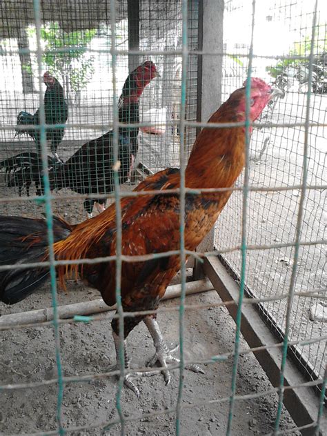 Selain itu, penyesuaian ukuran kandang terhadap ukuran pekarangan juga harus dipertimbangkan. Kandang Umbaran Ayam Bangkok Aduan Terbaik - Tilunk.Com
